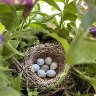 Wren’s Nest with Eggs, including one from a Brown Headed Cowbird