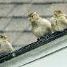 3 sparrows on roof (1 of 1)