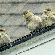 3 sparrows on roof (1 of 1).jpg