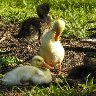 baby ducks mixed breed (1 of 1)
