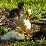 baby ducks mixed breed (1 of 1).jpg