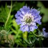 A pretty flower.