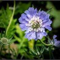 Pretty flower halved..jpg