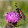 6 spot Burnet moth on thistle head.