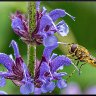 Hoverfly on flower.