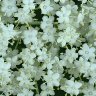Elder Blossoms