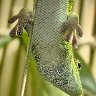 Gecko Showing His Toe Pads