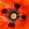Red Oriental Poppy