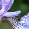 Siberian Iris