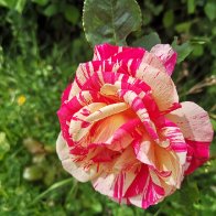 IMG_20250528_135914.jpg