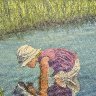 Looking for Fish