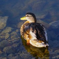 Mallard PMP 7353.jpg