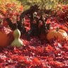 Autumn's Fine Color