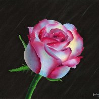 Red & White Rose in Rain.jpeg