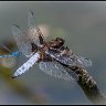 broad bodied chaser and damselfly.