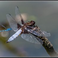 chaser dragonfly and damselfly halved..jpg