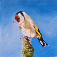 Goldfinch.jpg