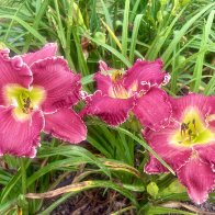 IMG_6074.jpeg