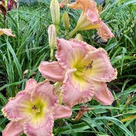 IMG_6102.jpeg