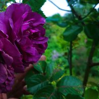 Rose 1copy.jpg