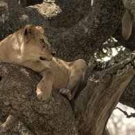 Serengeti_Lion_tree.jpg