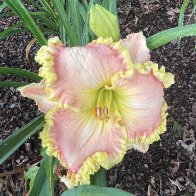 IMG_6101.jpeg