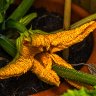 Courgette (Zucchini) Flower 2
