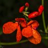 Runner Bean Flowers