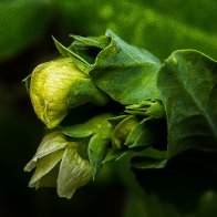 D7500_44297-Edit.jpg