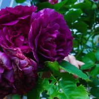 Rose3copy.jpg