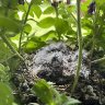 Baby Birds
