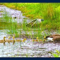 GooseFamilyFRSmsz.jpg