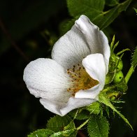 D7500_43517-Edit.jpg