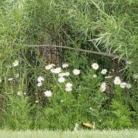 Flowers1.jpg