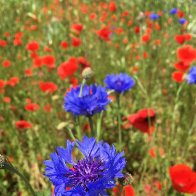 IMG_2939.jpeg