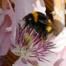 Busy Bee