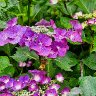 Hydrangea macrophylla 1 