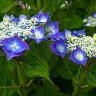 Hydrangea macrophylla 2