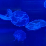 IMG_1092.jpeg