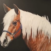 Palomino portrait.jpg