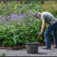 Summer gardening 2 halved..jpg
