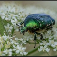 A rose chafer beetle halved..jpg