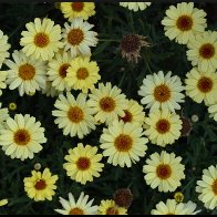 Happy flowers halved..jpg