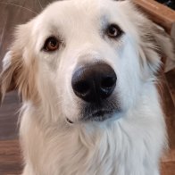 Bella-WOOF.jpg