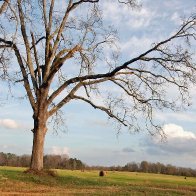 Georgia Landscape TJ.jpg