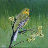 Yellow Wagtail