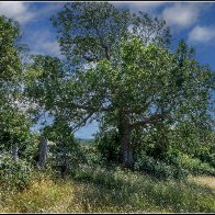 Tree and stile halved..jpg