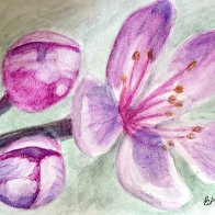 Blossom June 2025.jpg