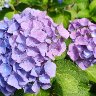 Hydrangea