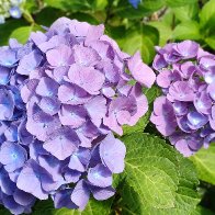 hydrangea-mauve-1920X1280.jpg